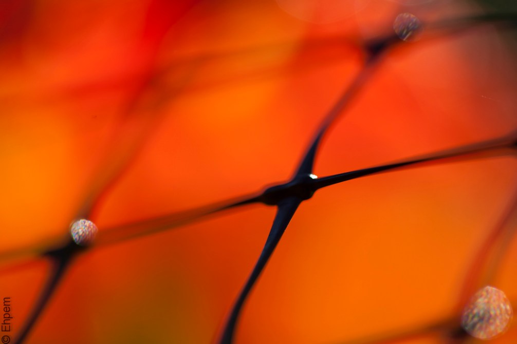 Deer fencing red 3 IMG_4588