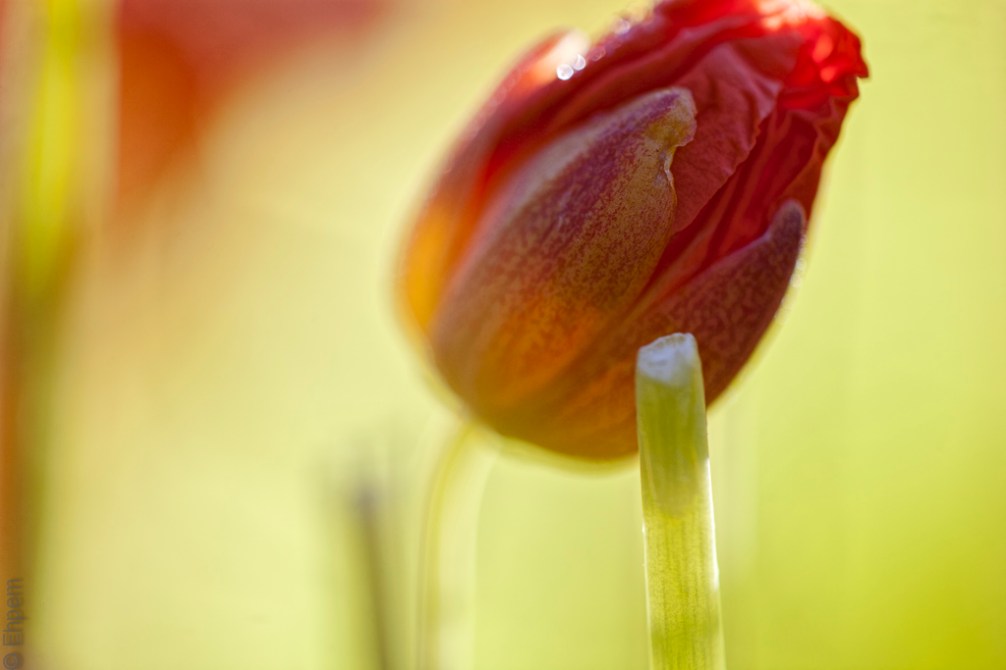 deer fence bud IMG_4613-Edit