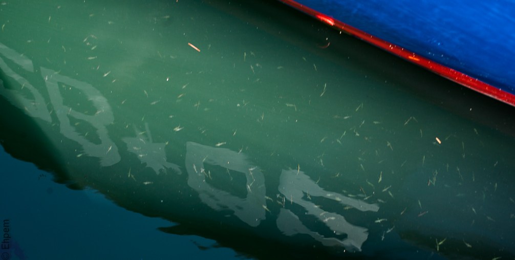 Fishy Reflection IMG_5005