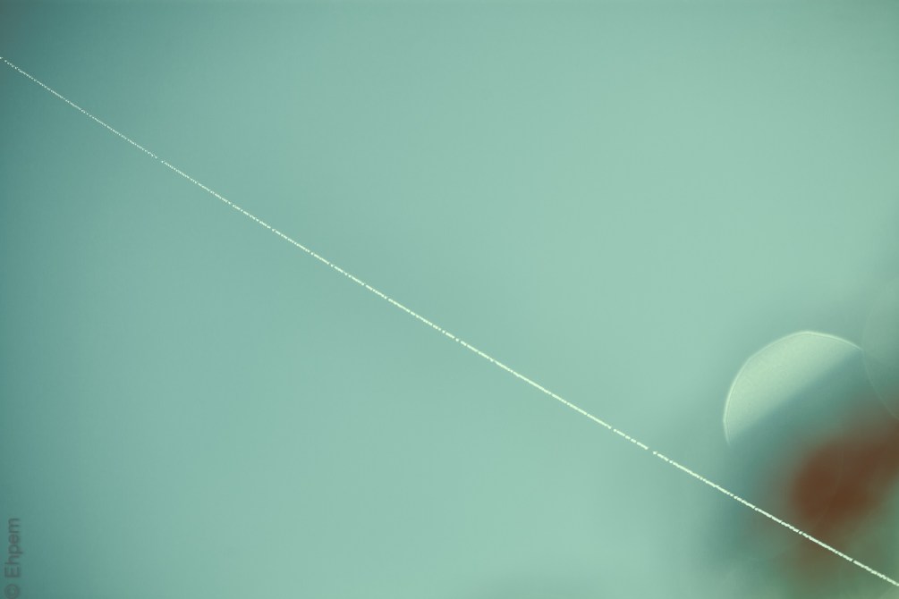 Spider thread 1 IMG_5166-Edit