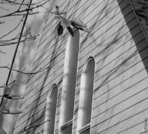 PenTestFirst3200 16-8bit 23 Tri-X 0.6-2