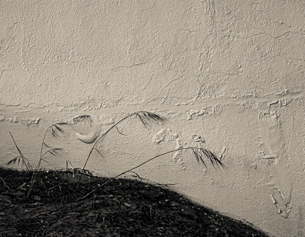 Grasses and paint IMG_8252-Edit 774