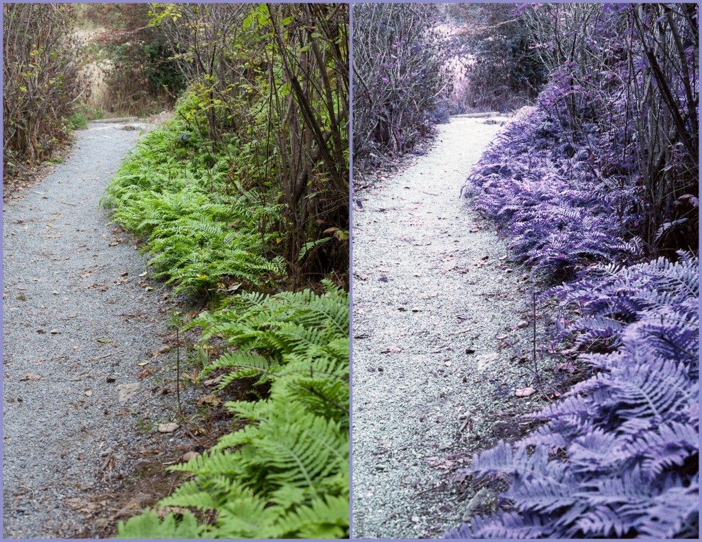 LomoChrome Collage 1