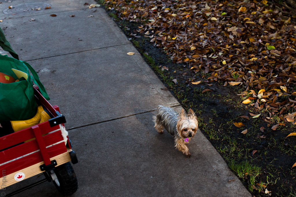 IMG_7002 8x10drawing-2