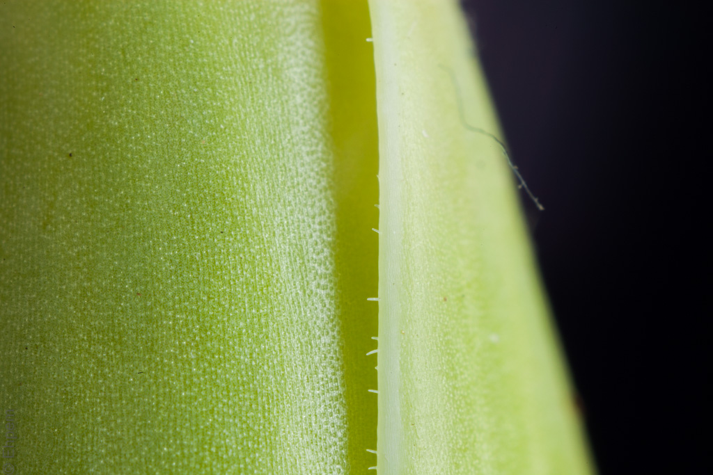 Canon 5Dii DSLR, IS0400, f16, 5 seconds 