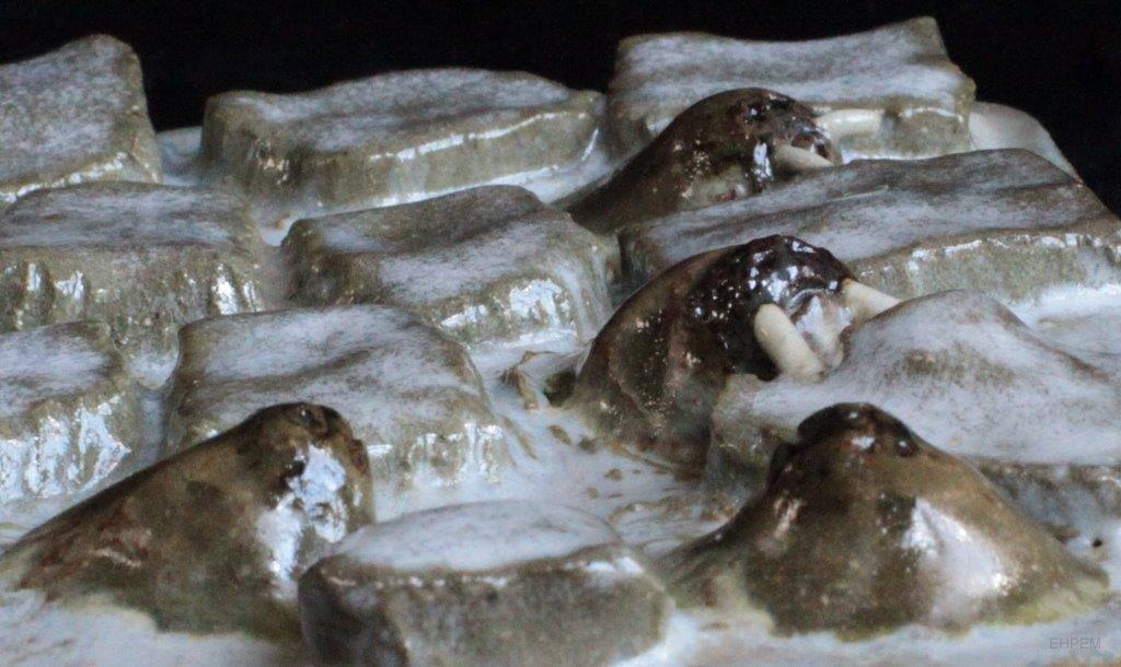 Makituk_IcefloeWalrusesWP (13)