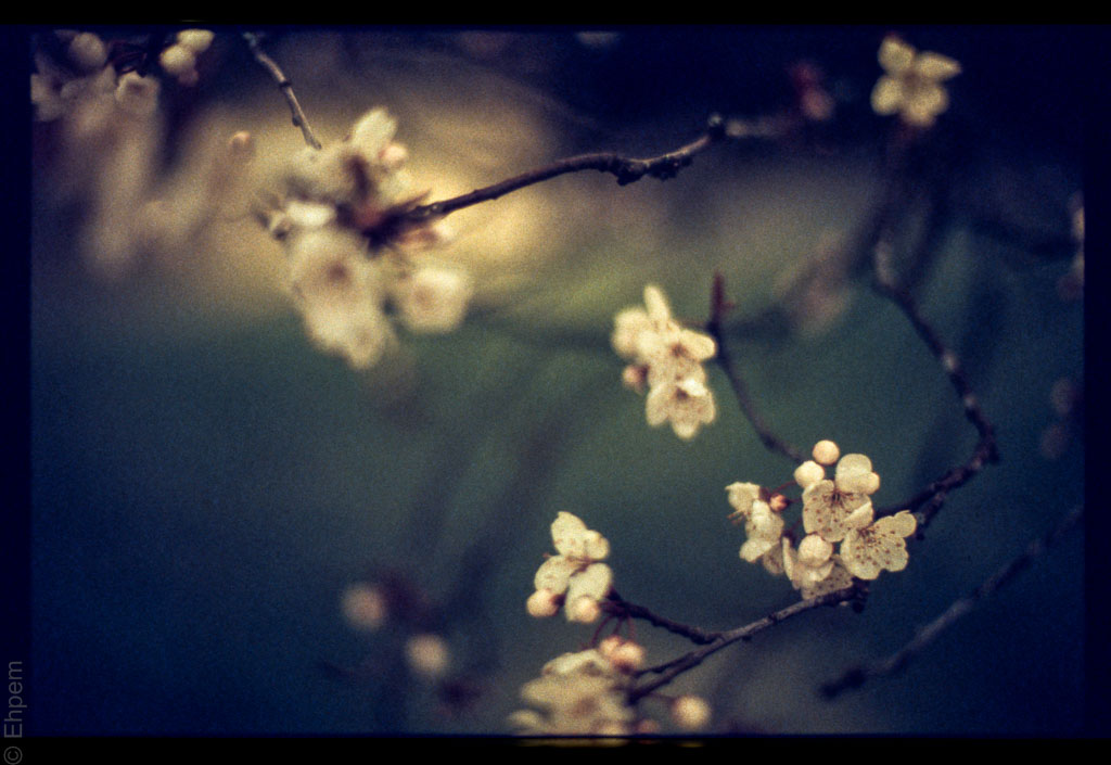 2016-ElanIIe-002-013-2