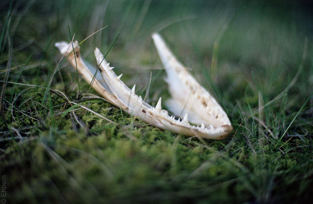 2016-ElanIIe-005-020