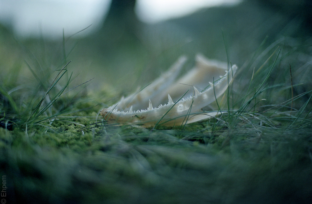 Eagle droppings - salmon mandible
