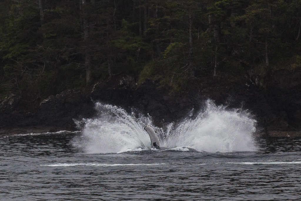 8tansy_and_humpback-7