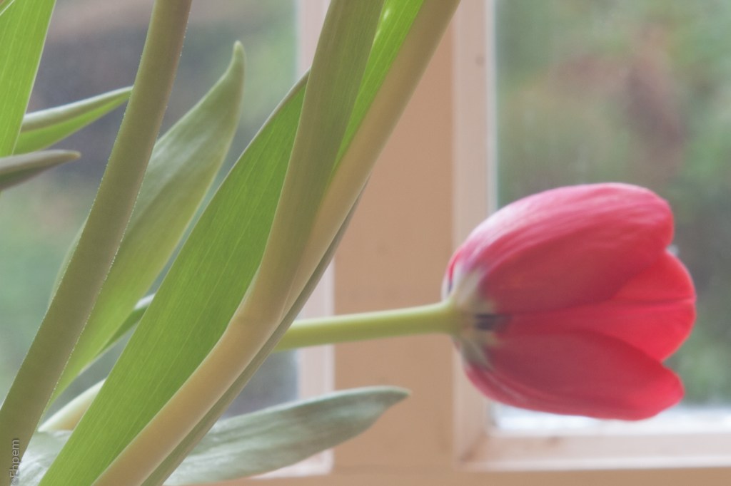 Asahi-Kogaku Tele-Takumar 135mm f3-5 f16