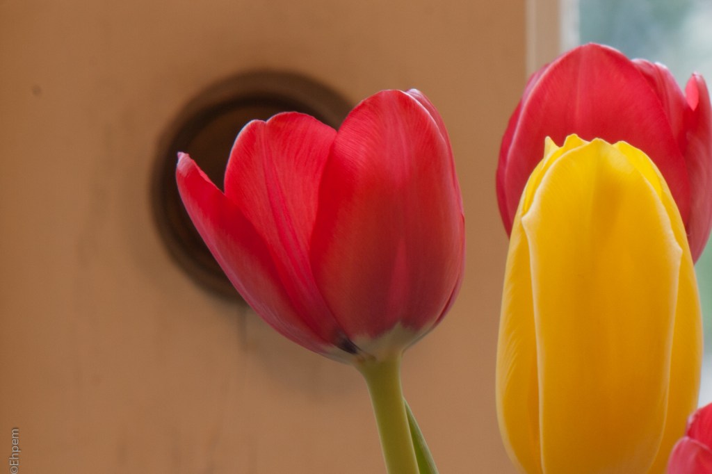 Asahi-Kogaku Tele-Takumar 135mm f3-5 f16