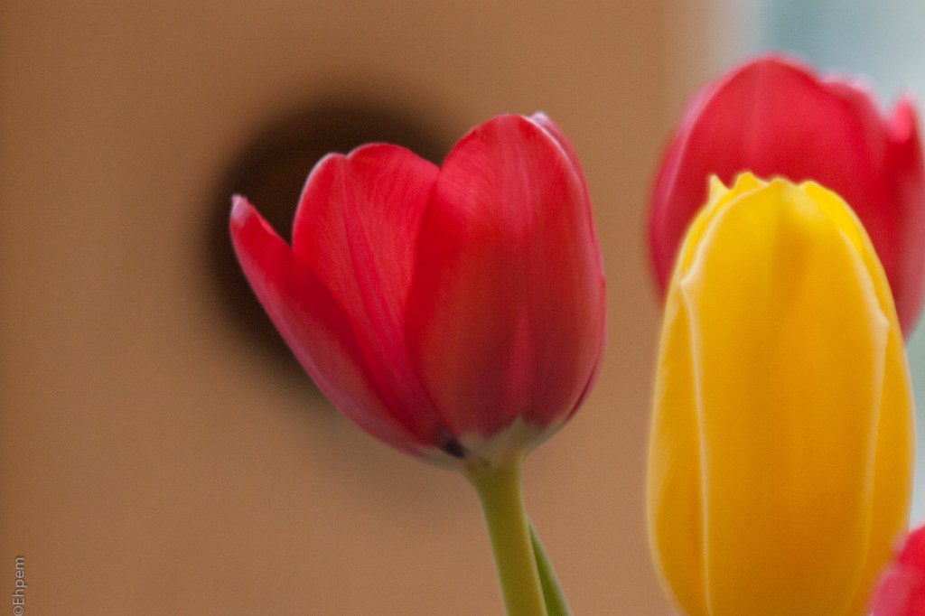 Asahi-Kogaku Tele-Takumar 135mm f/3.5 f/3.5