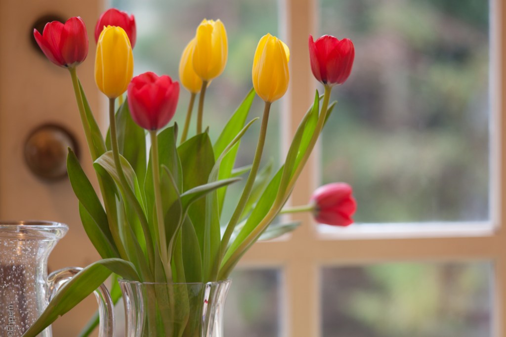 Asahi-Kogaku Tele-Takumar 135mm f/3.5 f/3.5