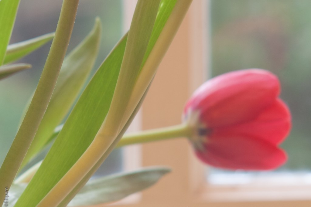 Asahi-Kogaku Tele-Takumar 135mm f/3.5 f/8