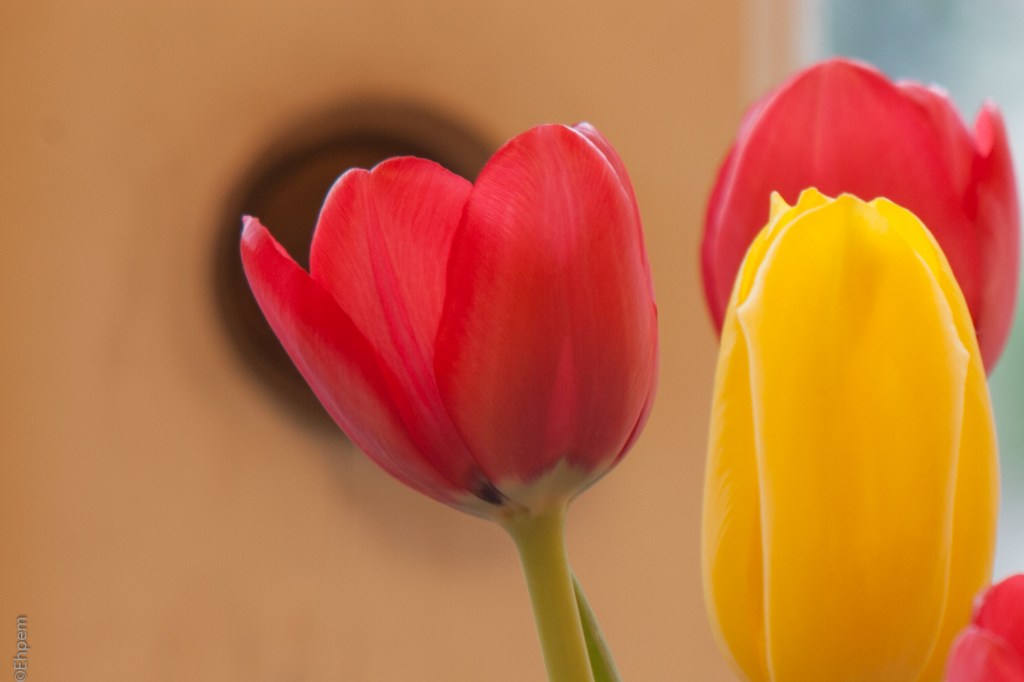 Asahi-Kogaku Tele-Takumar 135mm f/3.5 f/8