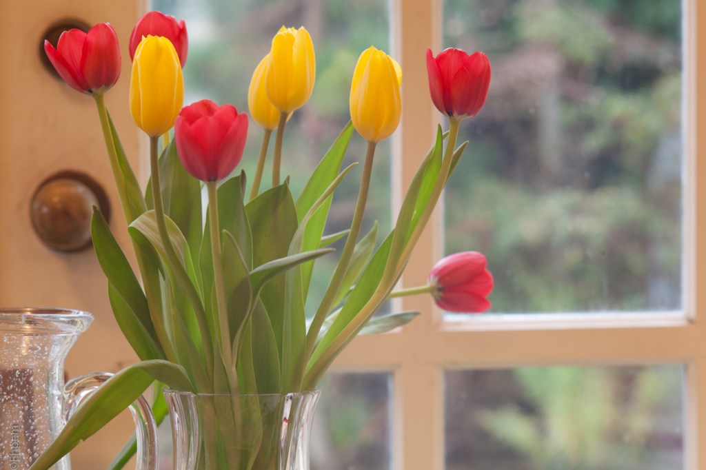 Asahi-Kogaku Tele-Takumar 135mm f/3.5 f/8