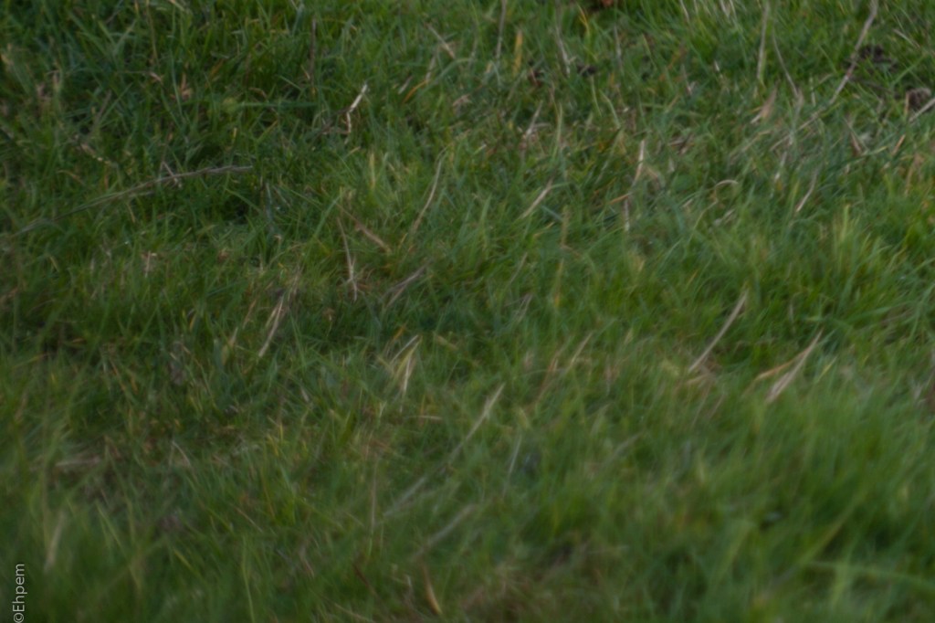 Asahi-Kogaku 58mm, F2.4