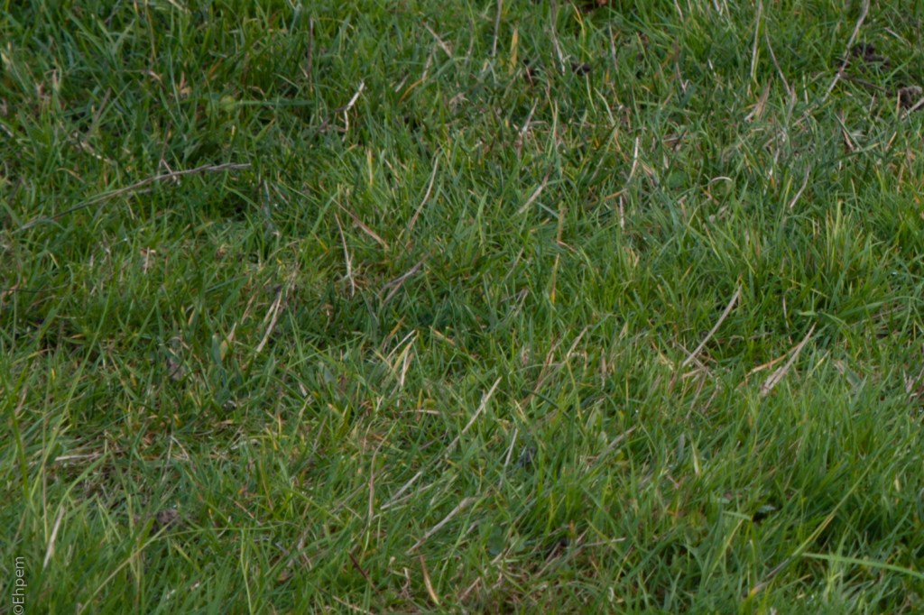 Asahi-Kogaku 58mm, F~5.6