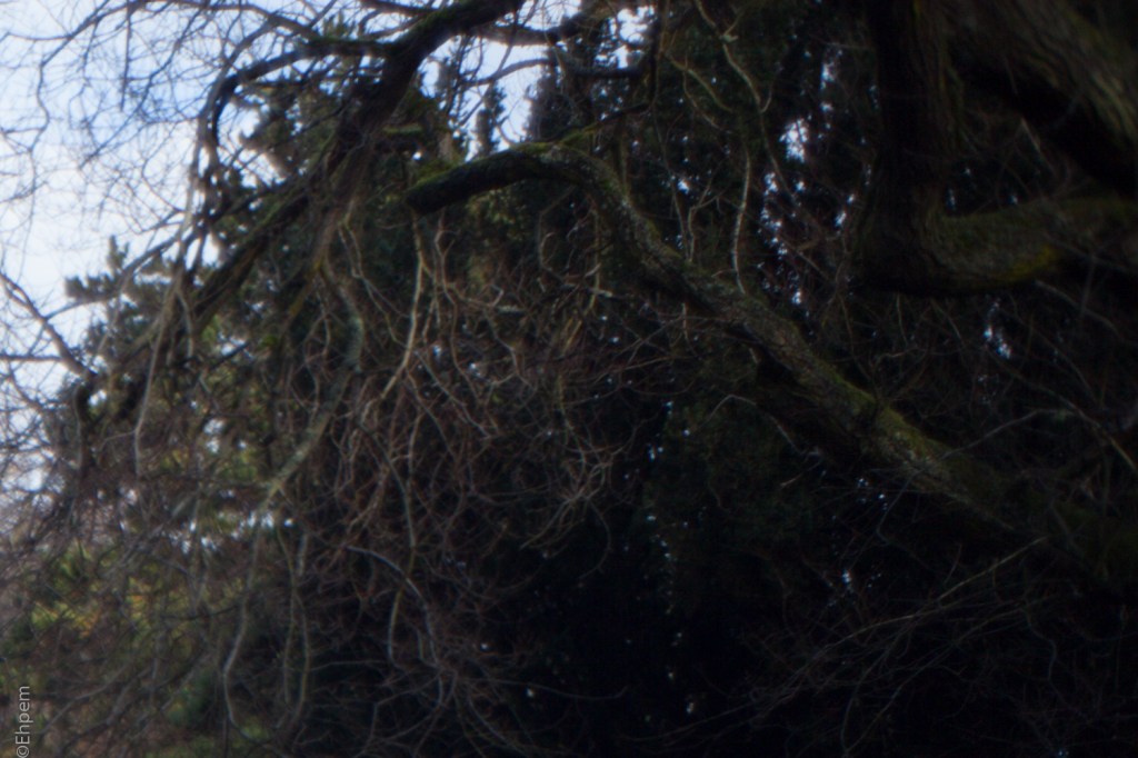 Fujitar 35mm f2.5 @f2.5