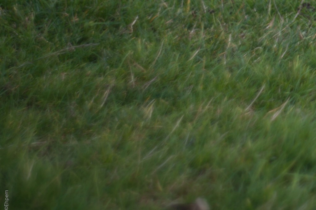 Helios-44-2 58mm, F~2.4