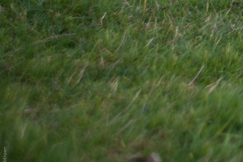 Helios-44-2 58mm, F5.6