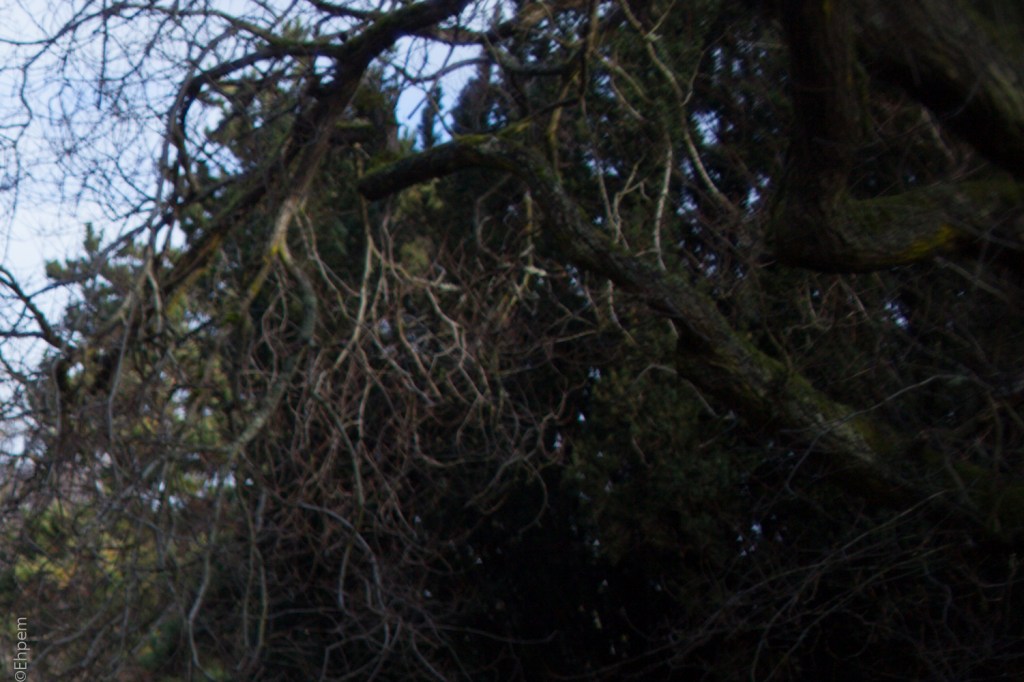 Nikon Series E 35mm f2.5 @f2.5