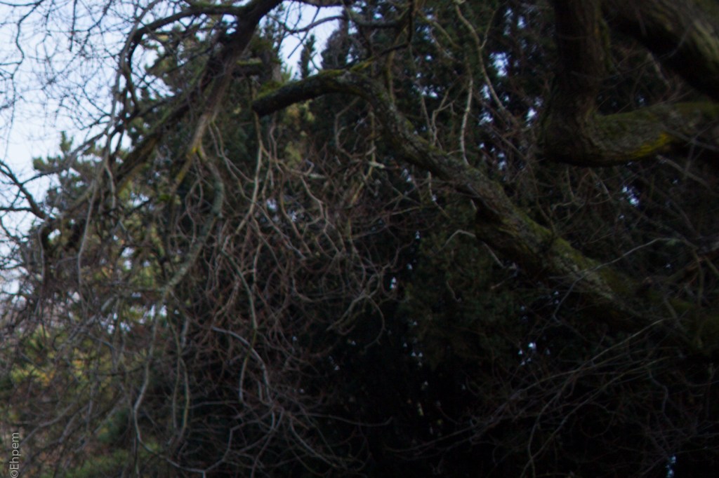 Nikon Series E 35mm f2.5 @f3.5