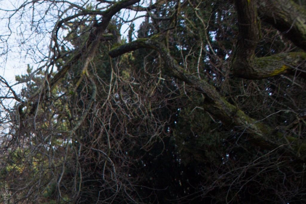 Nikon Series E 35mm f2.5 @f5.6