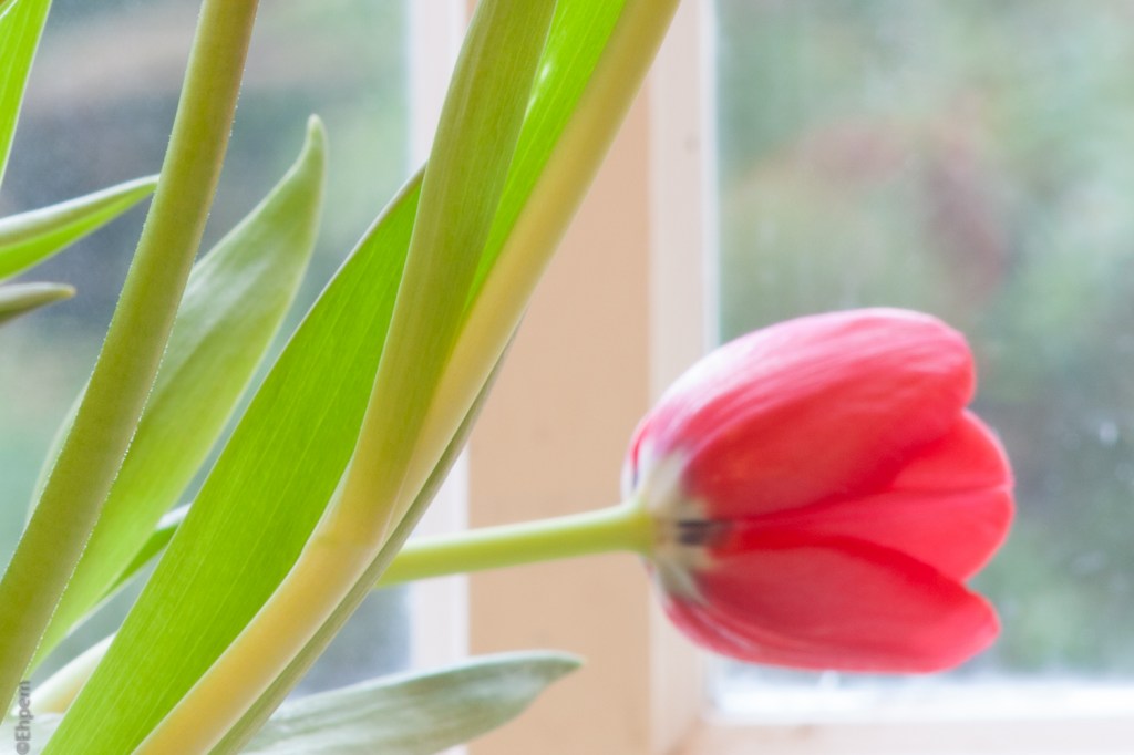 Opticam Auto 135mm f2-8 f16