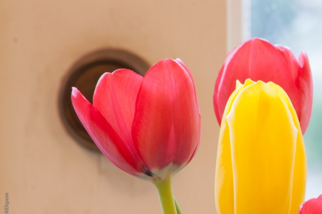 Opticam Auto 135mm f2-8 f16