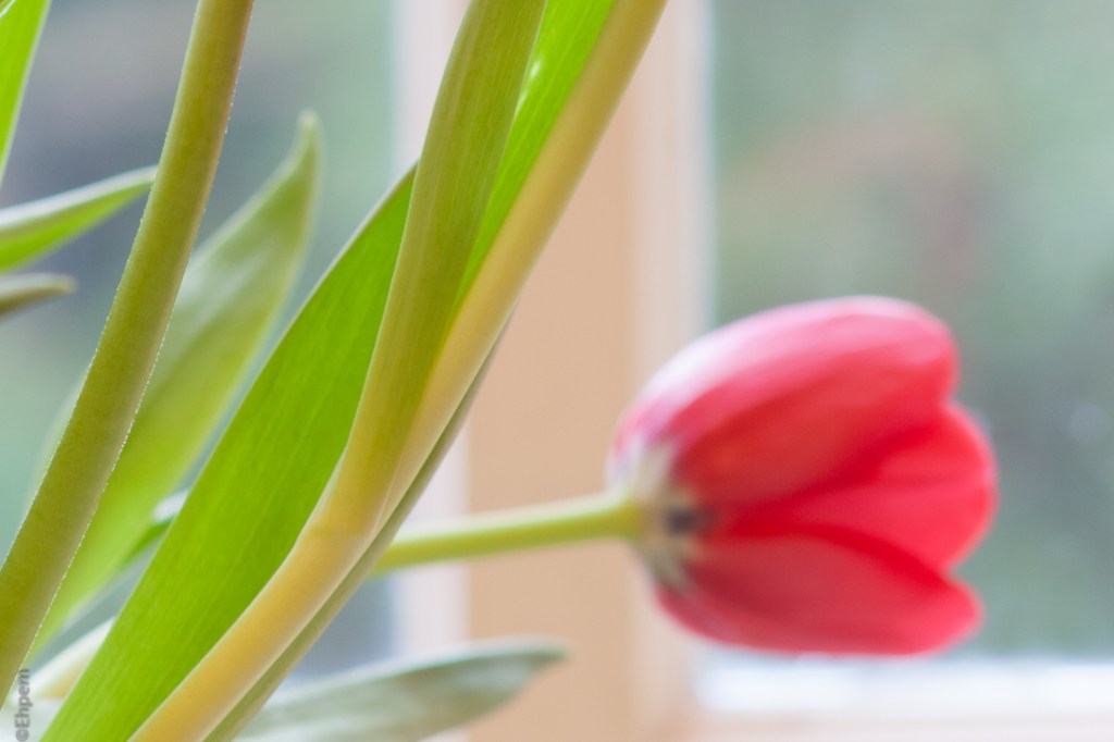 Opticam Auto 135mm f/2.8 f/8