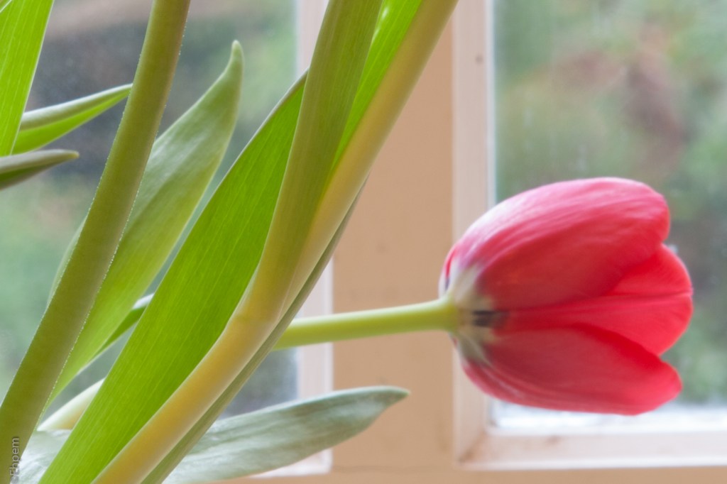 SMC Takumar 135mm f3-5 f16