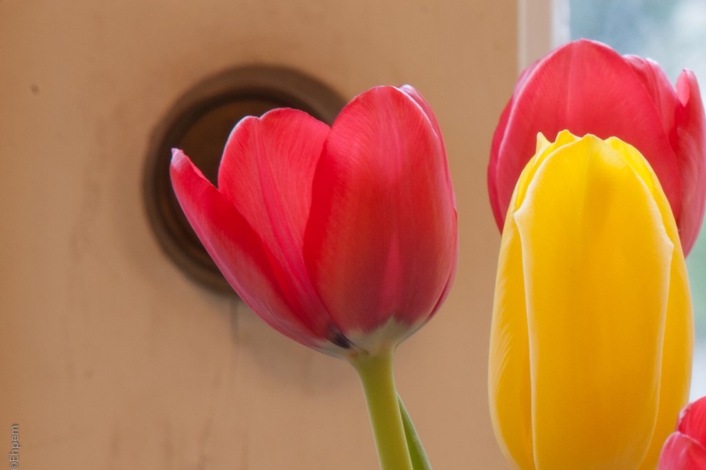 SMC Takumar 135mm f3-5 f16