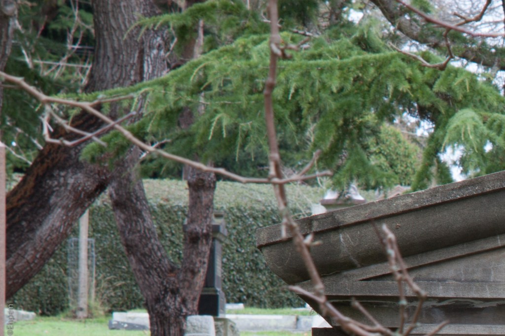 SMC Takumar 135mm f3.5 @f16