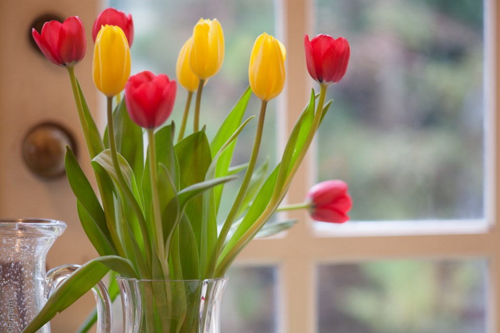 SMC Takumar 135mm f/3.5 f/3.5