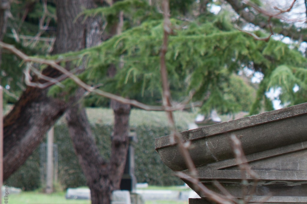 SMC Takumar 135mm f3.5 @f5.6