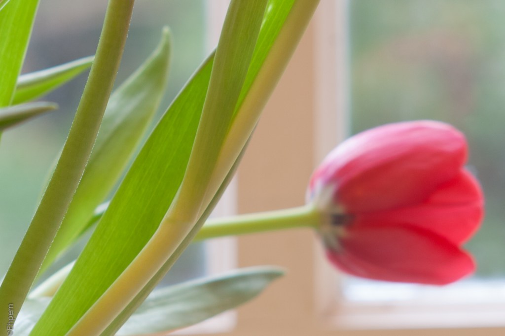 SMC Takumar 135mm f/3.5 f/8