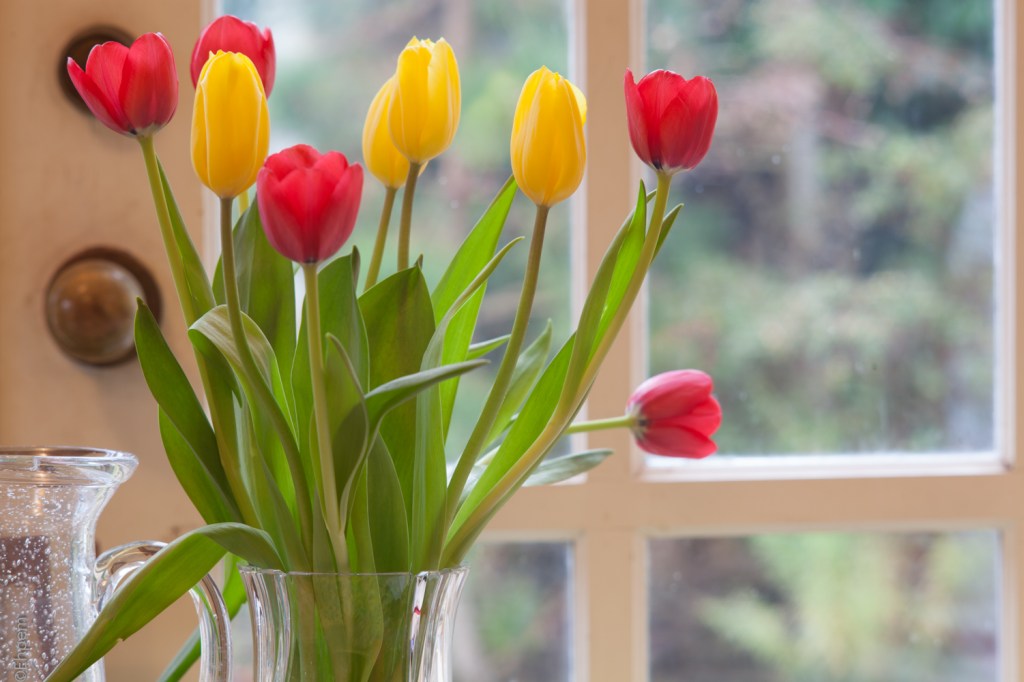 SMC Takumar 135mm f/3.5 f/8