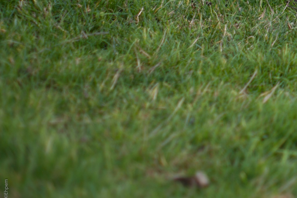 SMC Takumar 55mm, F~2.4