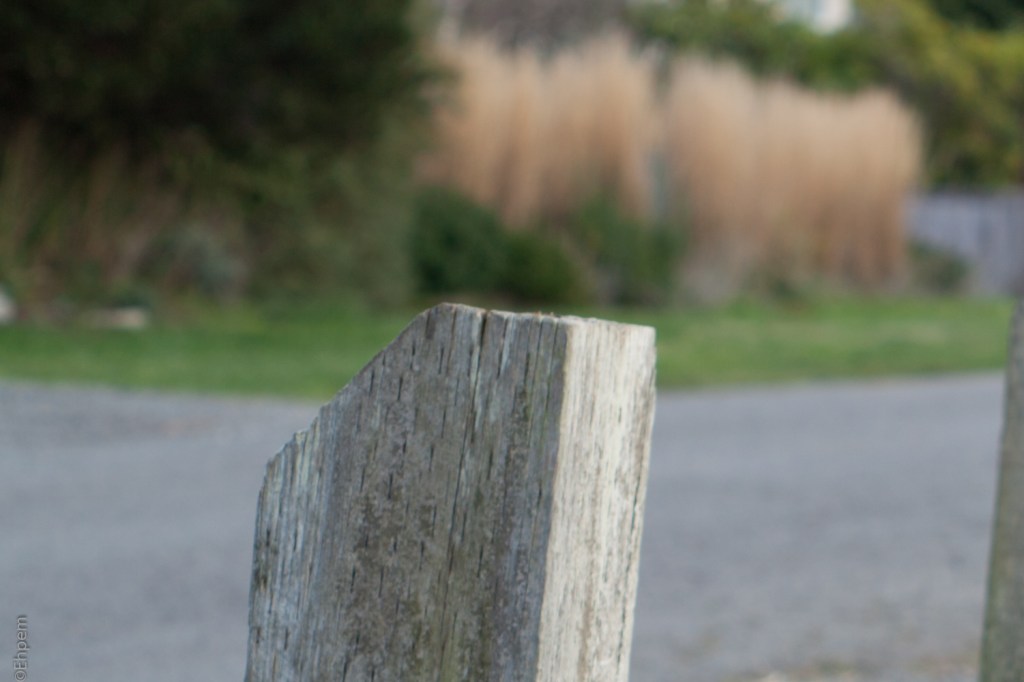 SMC Takumar 55mm, F5.6