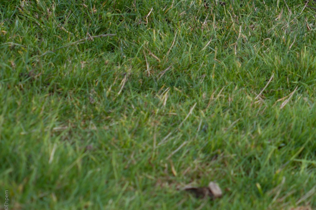 SMC Takumar 55mm, F5.6